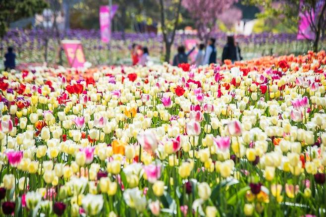 태안 세계 튤립 꽃 박람회 / 사진 = 한국관광공사
