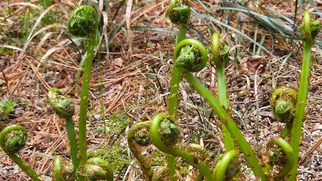 잎이 둥글게 말려 있는 고비