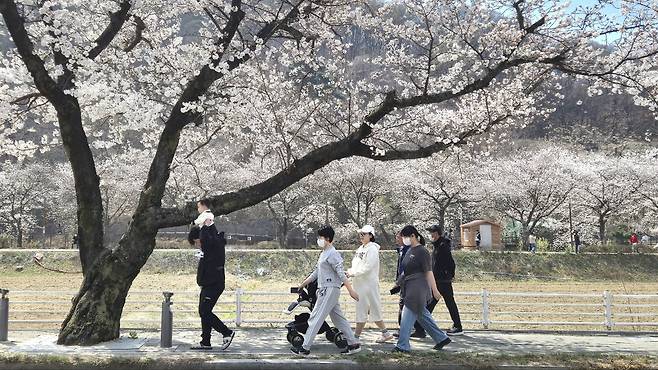 5일 대구 달성군 옥포읍 송해공원 일대에서 시민들이 가벼운 옷차림으로 벚꽃이 만개한 길을 걸으며 가족과 함께 봄 나들이를 즐기고 있다. /최상진기자