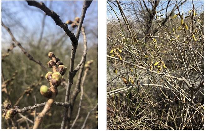 2024년 벚꽃 개화 비교사진 / 사진= 박정호 영등포문화재단 문화사업팀 팀장