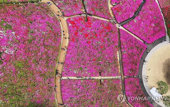 나들이하기 좋은 날 (군포=연합뉴스) 홍기원 기자 = 27일 철쭉 축제가 열리고 있는 경기도 군포시 철쭉동산을 찾은 시민들이 활짝 핀 철쭉을 보며 봄기운을 만끽하고 있다. 2025.4.27 xanadu@yna.co.kr