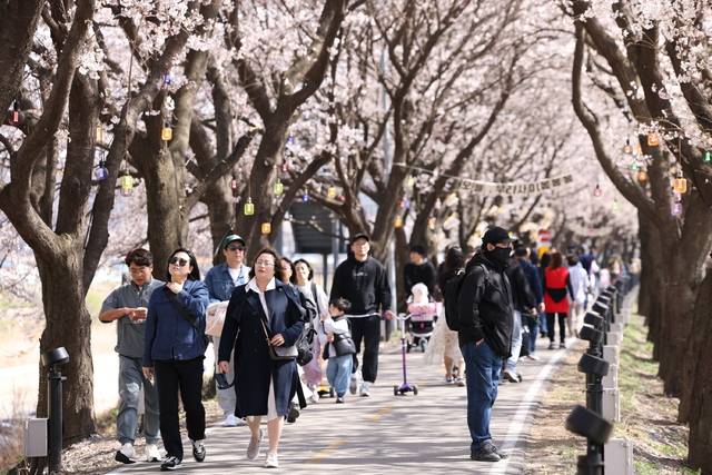 ▲ 벚꽃길 축제가 열리는 보청천 벚꽃길이 방문객들로 붐비고 있다.