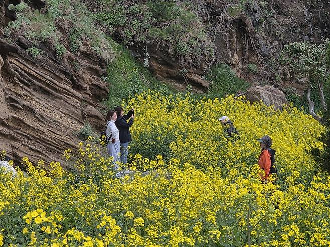 인공적인 조경 없이 울릉도만의 거칠고 순수한 자연미가 가득한 이곳에서, 버스에서 내린 상춘객들이 만개한 노란 꽃물결 속에 파묻혀 기념사진을 찍고 있다. /황진영 기자