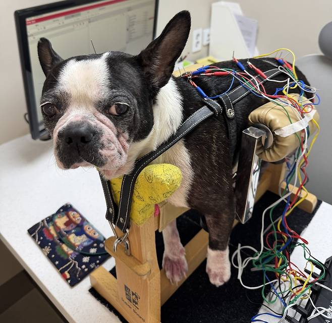 경추 디스크로 인한 사지마비로 걷지 못하던 보스턴테리어 종 반려견이 박정연 원장의 침 치료를 받고 수술 없이 보행을 회복했다(경인동물의료센터 제공). ⓒ 뉴스1