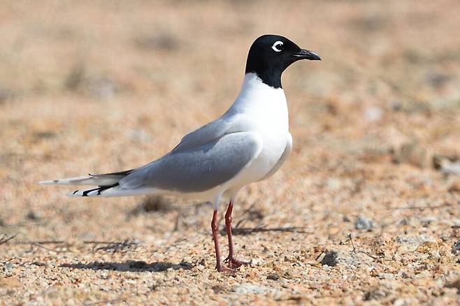 지난 2014년 과거 용유도 지역 매립지에서 검은머리갈매기의 번식을 포착했다.