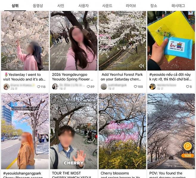틱톡(TIKTOK)에 올라와 있는 여의도 벚꽃축제 인증 콘텐츠 /사진=이정우 기자