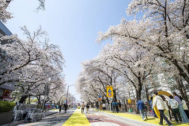 ▲ 2026 안동 벚꽃축제가 5일간 16만여 명의 방문객을 끌어들이며 막을 내렸다.