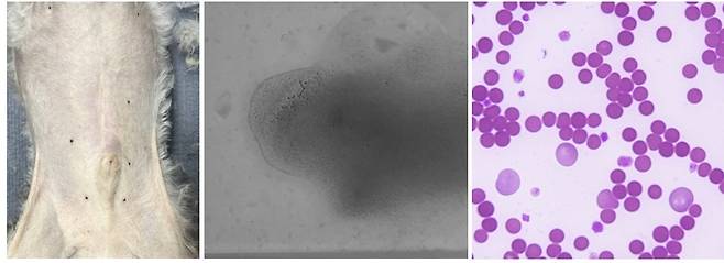황달이 확인된 반려견의 배(맨 왼쪽), 자가 응집 반응이 확인된 혈액, 현미경으로 확인했을 때 뭉치고 있는 적혈구(SD동물의료센터 제공) ⓒ 뉴스1