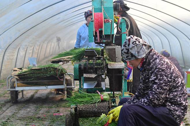 경북 포항시 남구 연일읍 농장에서 외국인 근로자들이 부추를 수확하고 있다. 국가데이터처에 따르면 지난해 5월 기준 국내 외국인 취업자는 110만9000명이다. 포항=뉴스1