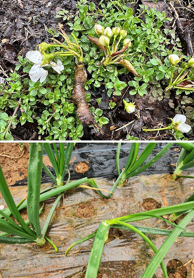 지난 6일 전남 함평군 일대에 우박이 쏟아지면서 배 농가의 개화한 배꽃이 떨어지고(위 사진), 양파 줄기가 끊어지는 등 피해가 잇따랐다. 연합뉴스