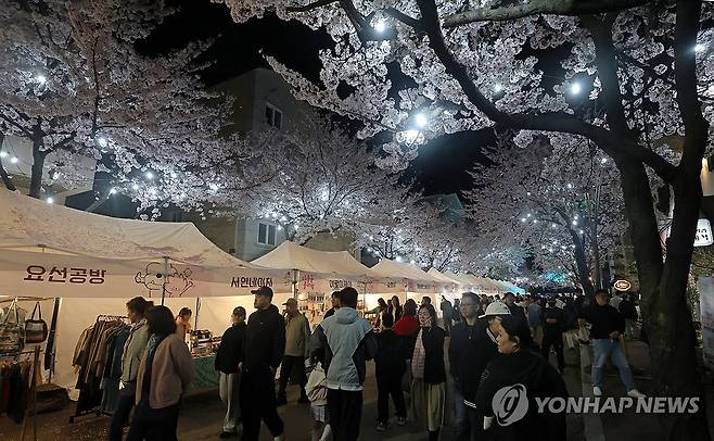 벚꽃 만개한 낭만의 밤 (강릉=연합뉴스) 유형재 기자 = 4일 밤 '2026 강릉벚꽃축제'의 하나인 '솔올블라썸'이 열리는 강릉시 교동택지에 많은 주민이 나와 봄의 낭만을 만끽하고 있다. 2026.4.4 yoo21@yna.co.kr