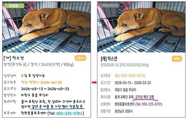 창원유기동물보호소의 유기견 공고 중 동일한 유기견을 두고 특이사항을 수정한 모습이 포착·게시되자 온라인 커뮤니티 사이에서 논란이 확산되고 있다. 기존 공고내용(왼쪽)에서 수정된 공고의 모습. / SNS 캡처
