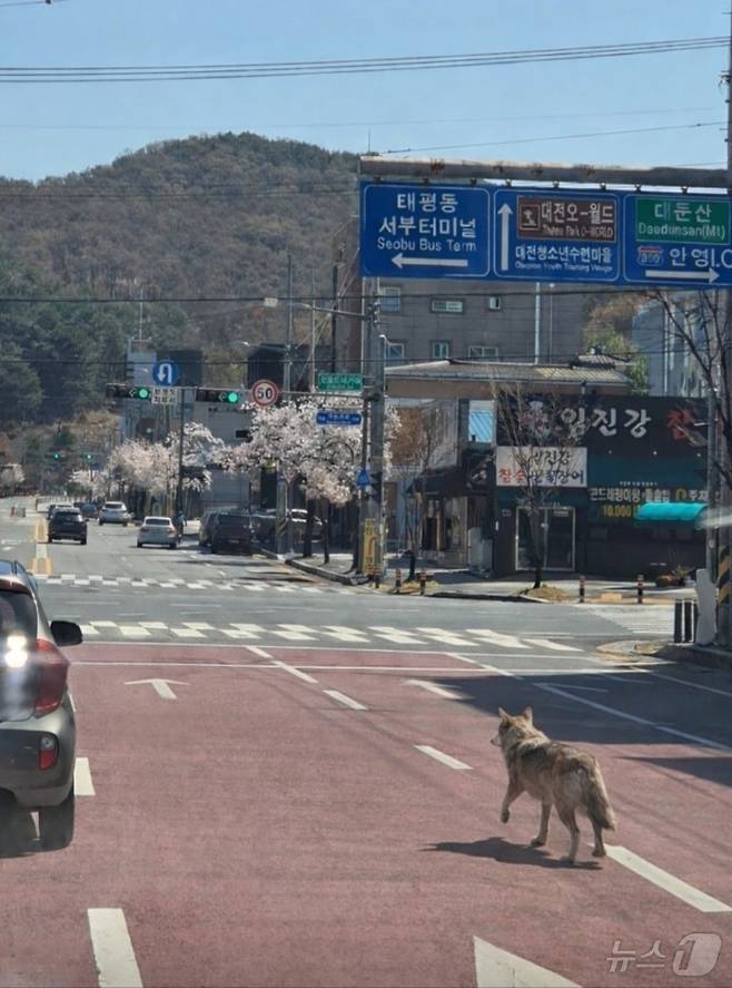 8일 대전 오월드에서 탈출한 늑대 1마리가 대전 도심에서 목격되고 있다. 현재소방, 경찰, 오월드, 금강유역환경청, 엽사 등이 수색 및 포획 작업을 하고 있다. (대전소방본부 제공. 재판매 및 DB금지) 2026.4.8 ⓒ 뉴스1 김기태 기자