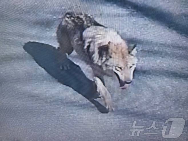 8일 대전 오월드에서 탈출한 늑대 1마리가 대전 도심에서 목격되고 있다. 현재소방, 경찰, 오월드, 금강유역환경청, 엽사 등이 수색 및 포획 작업을 하고 있다. (대전소방본부 제공. 재판매 및 DB금지) 2026.4.8 ⓒ 뉴스1 김기태 기자