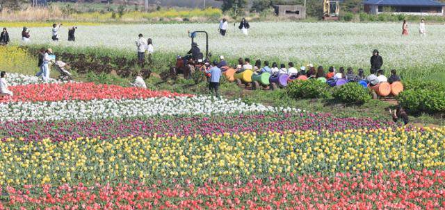 지난 5일 오후 제주 서귀포시 표선면 보롬왓농장을 찾은 관광객들이 튤립, 유채꽃, 열무꽃 등이 핀 정원에서 봄 정취를 만끽하고 있다. 연합뉴스