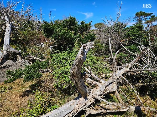 말라죽은 한라산 구상나무