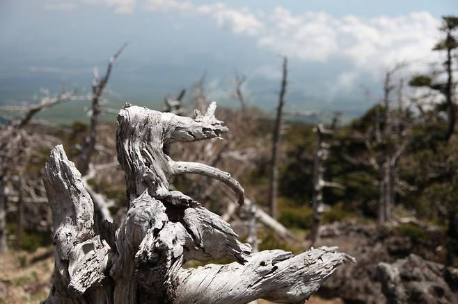 말라죽은 한라산 구상나무