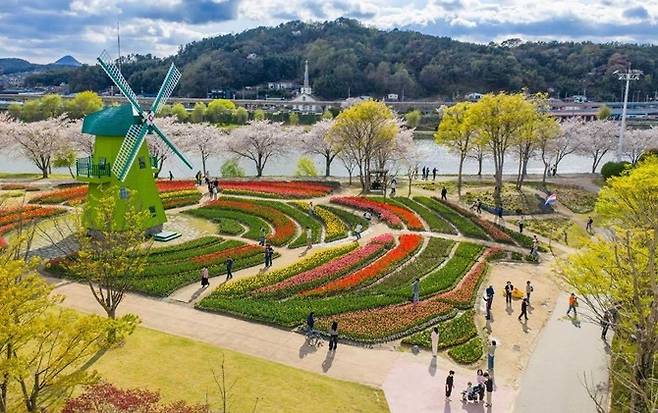 순천만국가정원 네덜란드 정원에 튤립이 한창 꽃을 피우고 있다.