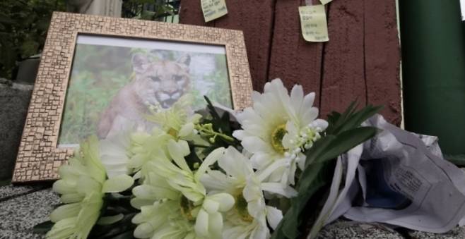 20일 대전 오월드 입구에 사살된 퓨마 뽀롱이를 추모하는 꽃과 메모지가 놓여 있다. 2018.9.20 연합뉴스