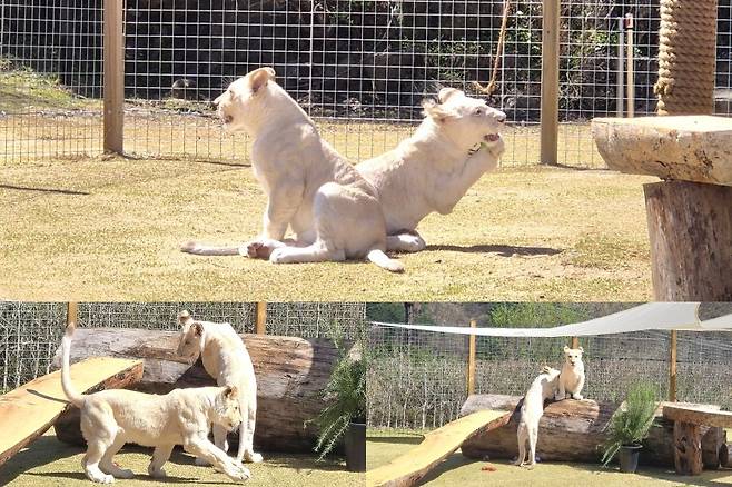 지난 7일, ‘바람의 언덕’ 잔디밭에서 산책 중인 아기 백사자 남매 루카·루나 모습. /최상진 기자