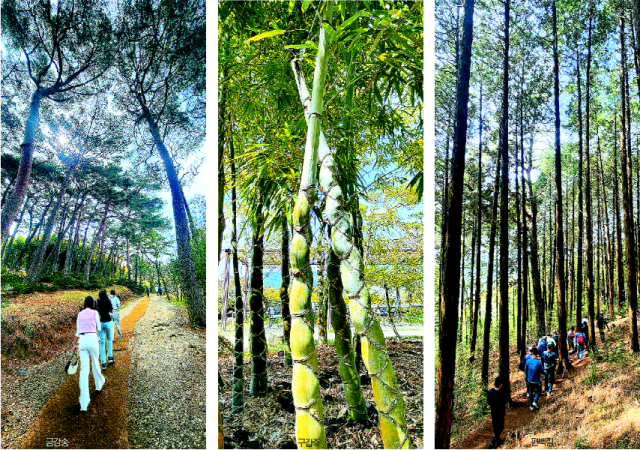 왼쪽부터 금강송 구갑죽 편백림.