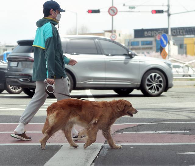 대구 북구 칠성동 한 도로에서 시민이 반려견과 함께 산책을 나서고 있다. 김진홍 기자