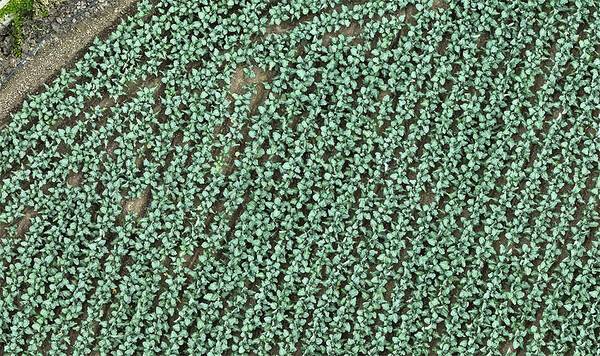 드론으로 촬영한 제주시 내 농지.사진=제주특별자치도