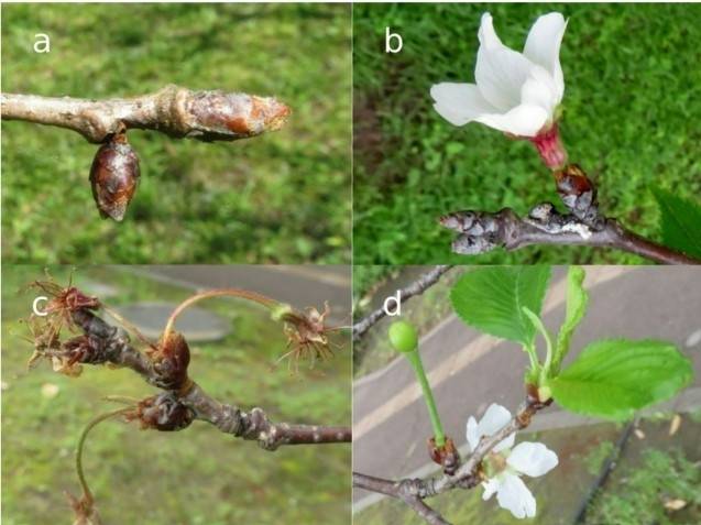 ▲일본 가고시마현 연구 지역에서 관찰된 개화 이상 현상. a. 부풀어 오른 꽃눈의 탈락, b. 미성숙한 꽃차례, c. 개화 중 시든 꽃차례, d. 잎이나 열매가 맺힌 후에 핀 꽃. (자료=International Journal of Biometeorology, 2026)