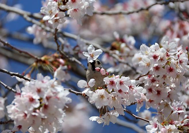 ▲봄이 한창인 8일 강원 강릉시 경포호 일원의 벚나무에서 참새가 벚꽃을 따서 꿀을 빨고 있다. (사진=연합뉴스)