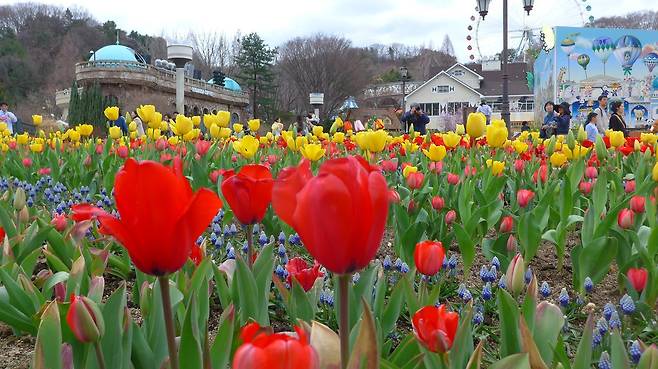 조화라고 해도 믿을 정도로 비현실적인 아름다움을 뽐내는 튤립. 빨간 튤립의 꽃말은 ‘사랑의 고백’이다.