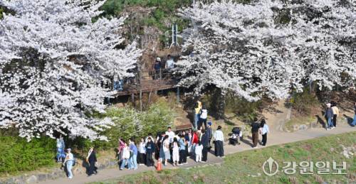 ◇벚꽃이 만개한 지난 5일 춘천 공지천 유원지에서 상춘객들이 오리배를 타며 봄기운을 만끽하고 있다. 사진=임도혁기자