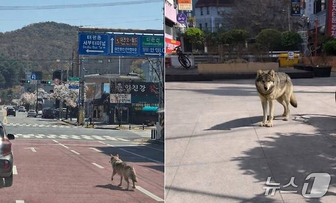 오월드 늑대 탈출 초기 소방당국에 제보된 사진(왼쪽)과 대전 서구 괴정동 일대에 늑대가 나타났다며 제공된 제보사진. 모두 합성 이미지로 추정된다. (재판매 및 DB금지) /뉴스1