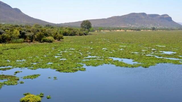 이 곳은 침입성 수생 식물이 과도하게 번식해 저수지의 물은 산소 부족 현상이 심화되고 있다. (사진= Olga Ernst/Wikimedia)