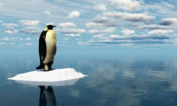 황제펭귄. 한겨레 자료사진