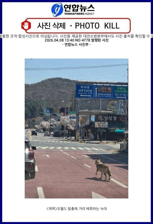 오월드 탈출해 거리 배회하는 늑대 사진, 출처가 불분명해 삭제 처리됐다.(사진=연합뉴스)