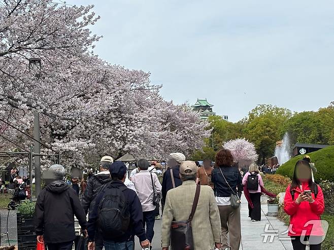 일본 오사카성 인근 공원. 6일 오사카 하선 당시 벚꽃이 만발해 있었다. ⓒ 뉴스1 홍윤 기자