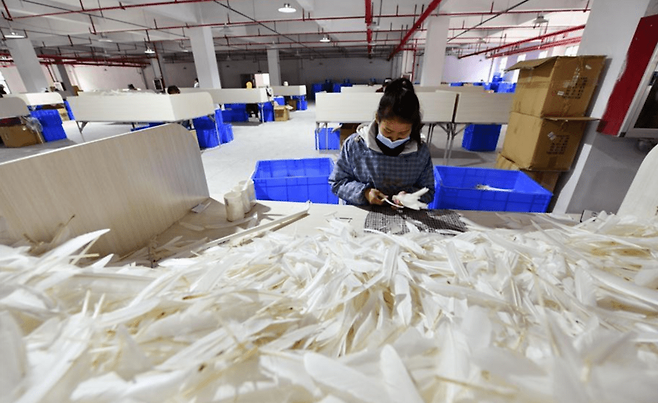 셔틀콕 공장에서 거위털을 가공하고 있다. 신화망 캡쳐.