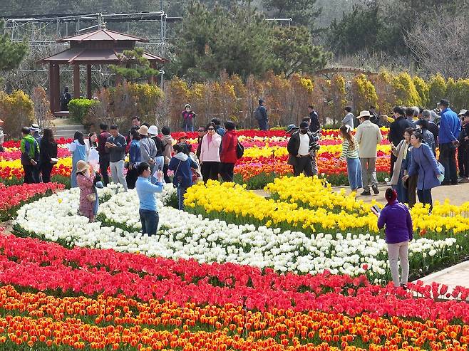 지난 10일 ‘섬 튤립축제’가 개막한 전남 신안군 임자도 대광해수욕장 일대 풍경. 사진 신안군