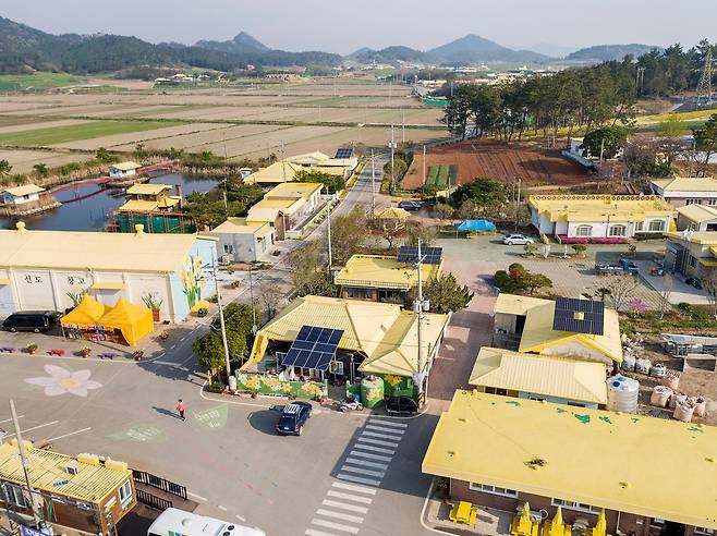 전국 최대 규모의 수선화 군락지인 전남 신안군 선도에 수선화가 만개한 모습. 매년 봄이면 14만7000㎡ 대지에 핀 수선화 237만본을 감상할 수 있다. 사진 신안군