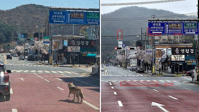 오월드 늑대 탈출 초기 소방당국에 제보된 사진(왼쪽)과 중앙일보 취재기자가 찍은 현장 사진(오른쪽). 소방당국에 제보된 사진은 합성 이미지로 추정된다. 우선 교차로 직진 화살표 앞 실선이 실제 사진에서는 한 줄인 반면 제보된 힙성 사진에는 두 줄이 있다. 또 화살표 선명도도 양쪽 사진이 다르다. 합성 사진에는 우회전 화살표 옆에 좌측을 향하는 선이 하나 더 있다. 차선멀리 보이는 교회 십자가 선명도와 모양도 다르며, 이정표 외곽 선에도 차이가 난다. 김성태 객원기자