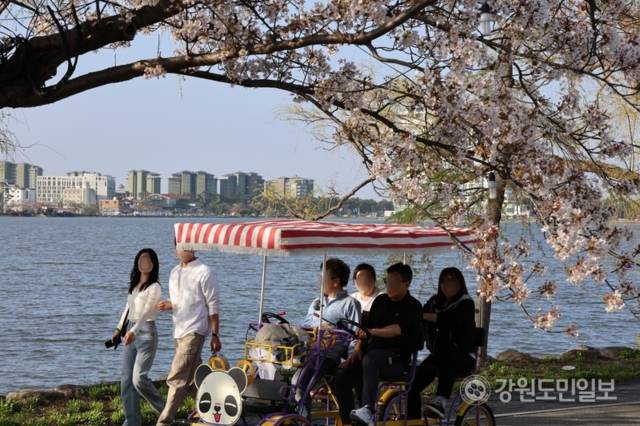 ▲ 11일 강릉 경포호수 일원에서 열린 경포 벚꽃 축제에 인파가 몰렸다. 전국에서 찾아온 봄나들이객들이 경포 벚꽃을 보며 막바지 벚꽃놀이를 즐기고 있다. 황선우 기자