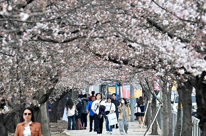 3월 30일 오후 서울 여의도 윤중로에 벚꽃이 피어있다. 기상청은 지난 29일 서울 벚꽃 개화를 공식 발표했다. 매년 서울 종로구 서울기상관측소 앞마당에 있는 표준 관측목인 왕벚나무 한 가지에서 3송이 이상 벚꽃이 피면 공식 개화로 인정한다. 임세준 기자