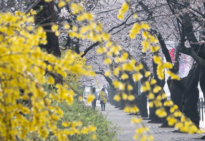 전국에 내린 봄비가 그친 3월 31일 오전 서울 여의도 윤중로에서 시민들이 벚꽃길을 거닐고 있다. 비는 오전 10시쯤 그치며 낮 최고기온은 21도까지 올라 포근하겠다. 윤창빈 기자