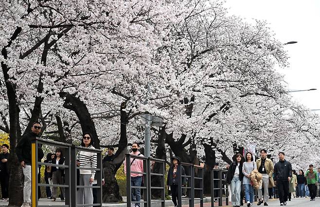 1일 오후 서울 여의도 여의서로 일대가 2026 여의도 봄꽃축제로 인해 교통이 전면통제 된 가운데 많은 시민들과 외국인 관광객이 봄꽃을 즐기고 있다. 서울을 대표하는 ‘2026 여의도 봄꽃축제’는 3일부터 7일까지 열리며, 이날 정오부터 8일까지 인근 지역 차량 출입이 통제된다. 이상섭 기자