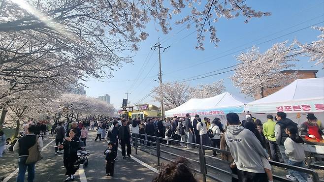 지난 11일 김포 계양천 산책로 벚꽃축제 현장. 가족단위 시민들이 봄날 나들이를 즐기고 있다. 천용남기자