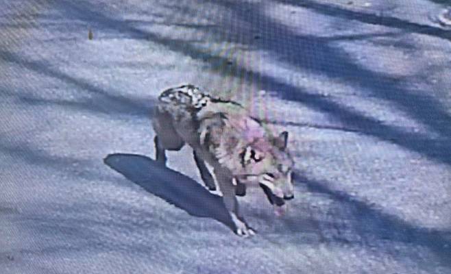 지난 8일 오전 대전 오월드(동물원) 사파리를 탈출한 늑대 '늦구'의 모습. 연합뉴스