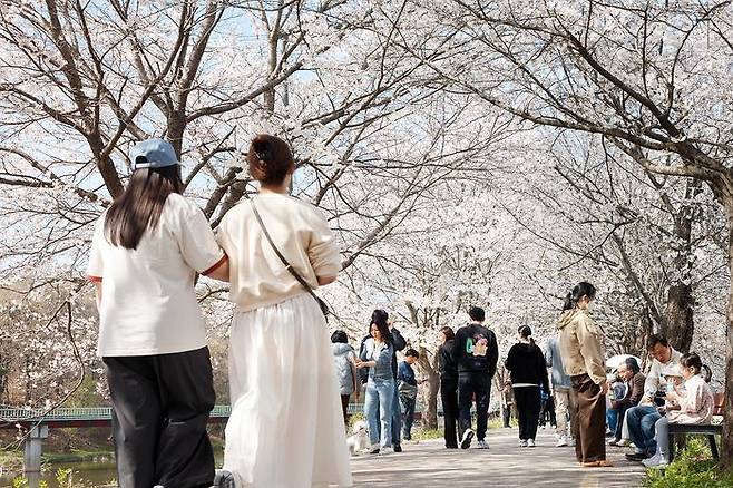 양주시 장흥면 매내미 벚꽃길이 흐드러지게 핀 벚꽃으로 장관을 이루며 봄 나들이객들로 붐비고 있다. 오는 18일 이 곳에서 벚꽃길 축제가 열릴 예정이다. ⓒ양주시 제공