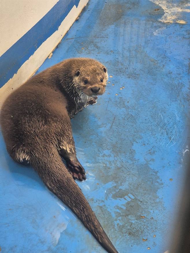 수달 입식 사진. 우치공원관리사무소 제공