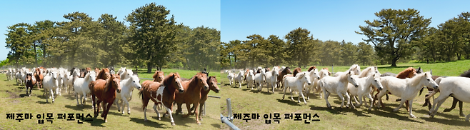 100여 마리의 제주마가 말테우리와 교감하며 드넓은 초원을 질주하는 '제주마 입목 퍼포먼스' 모습 ⓒ제주도 축산생명연구원 제공