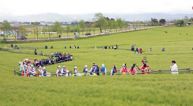 ▲약 63ha에 달하는 광활한 청보리밭 한가운데를 고창농악이 가로지르며 자연과 교감ⓒ고창군